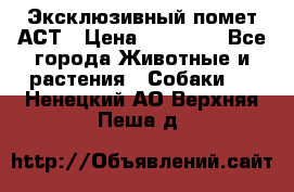 Эксклюзивный помет АСТ › Цена ­ 30 000 - Все города Животные и растения » Собаки   . Ненецкий АО,Верхняя Пеша д.